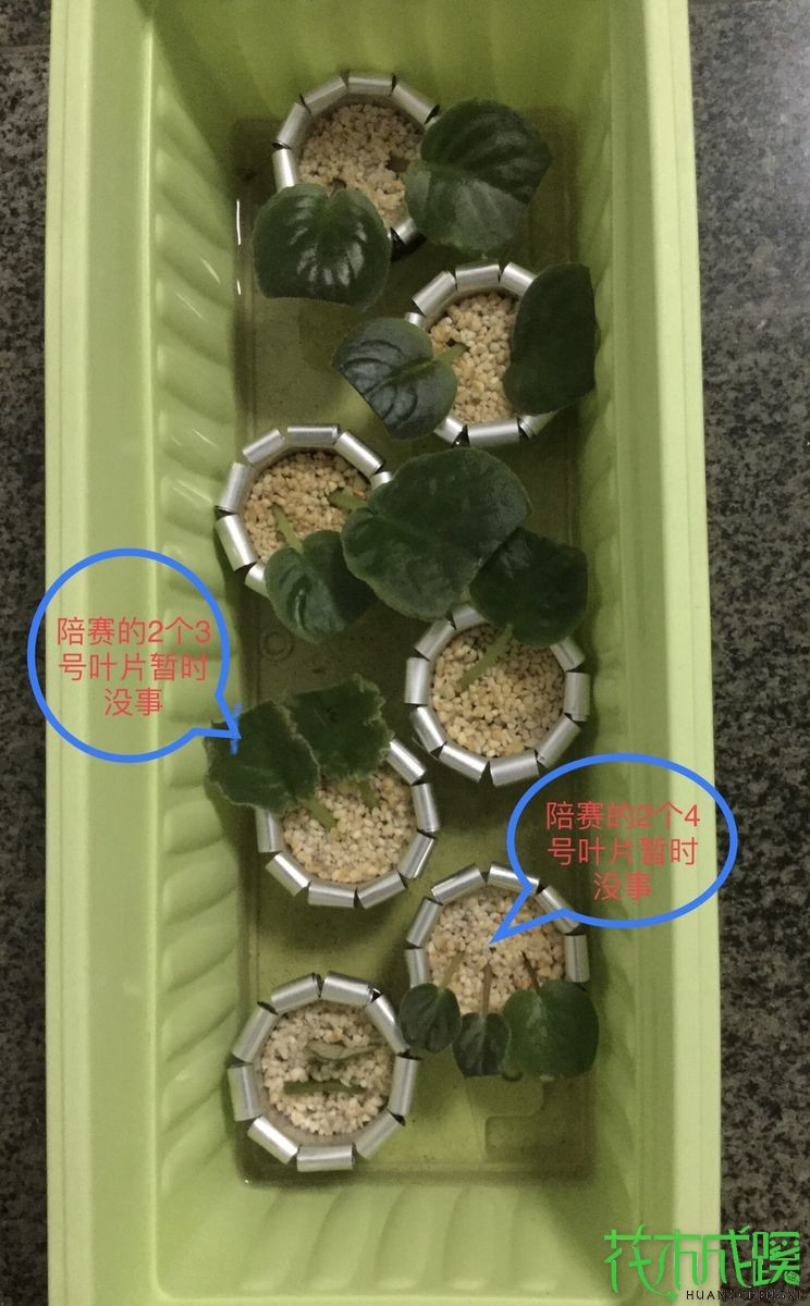 2、陪赛的3号叶和4号叶暂时无恙